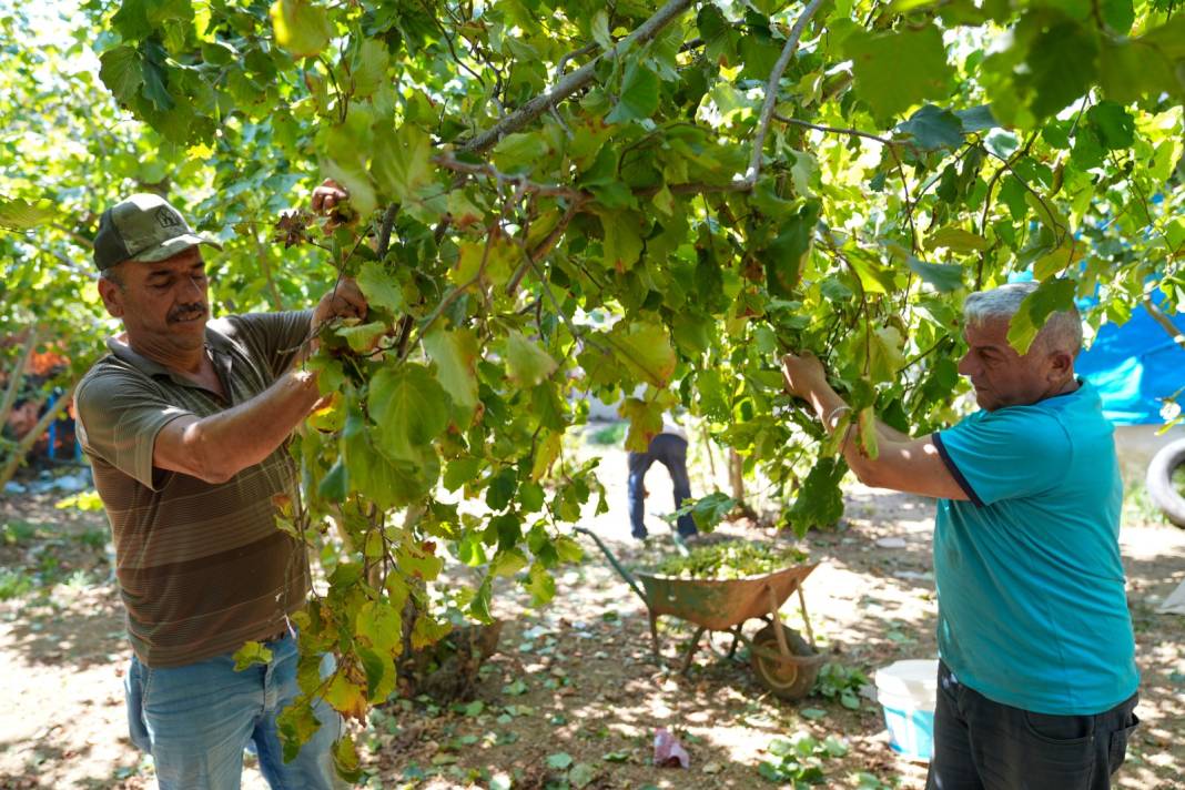 Burası Giresun değil İstanbul'un bir ilçesi: Hasadı başladı! Yılda 300-500 kilo ürün toplanıyor 4